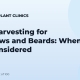 Strip Harvesting for Eyebrows and Beards: When It Is Considered